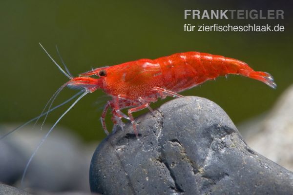 Red Sakura Garnele - Neocaridina davidi "Red Sakura"